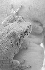A small tree toad scales the back of a human hand. Photo by John D. Casnig.