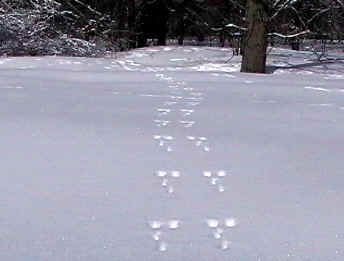 Photograph shows tracks in the snow from a pair of rabbits, apparently holding hands and running off behind the bushes.